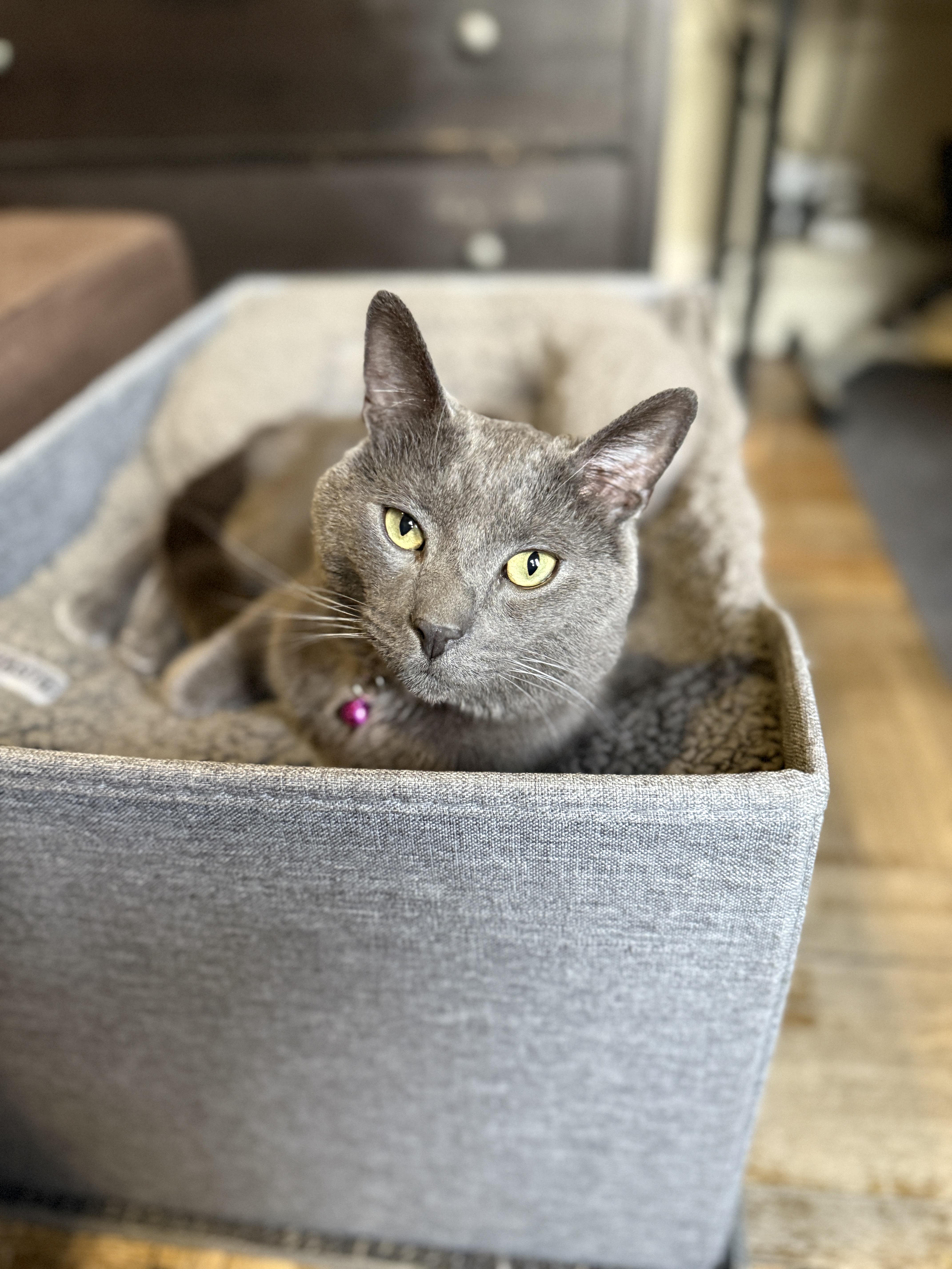 Enlarge Smokey, a Adoptable Domestic Short Hair in Brooklyn, NY image 1/6