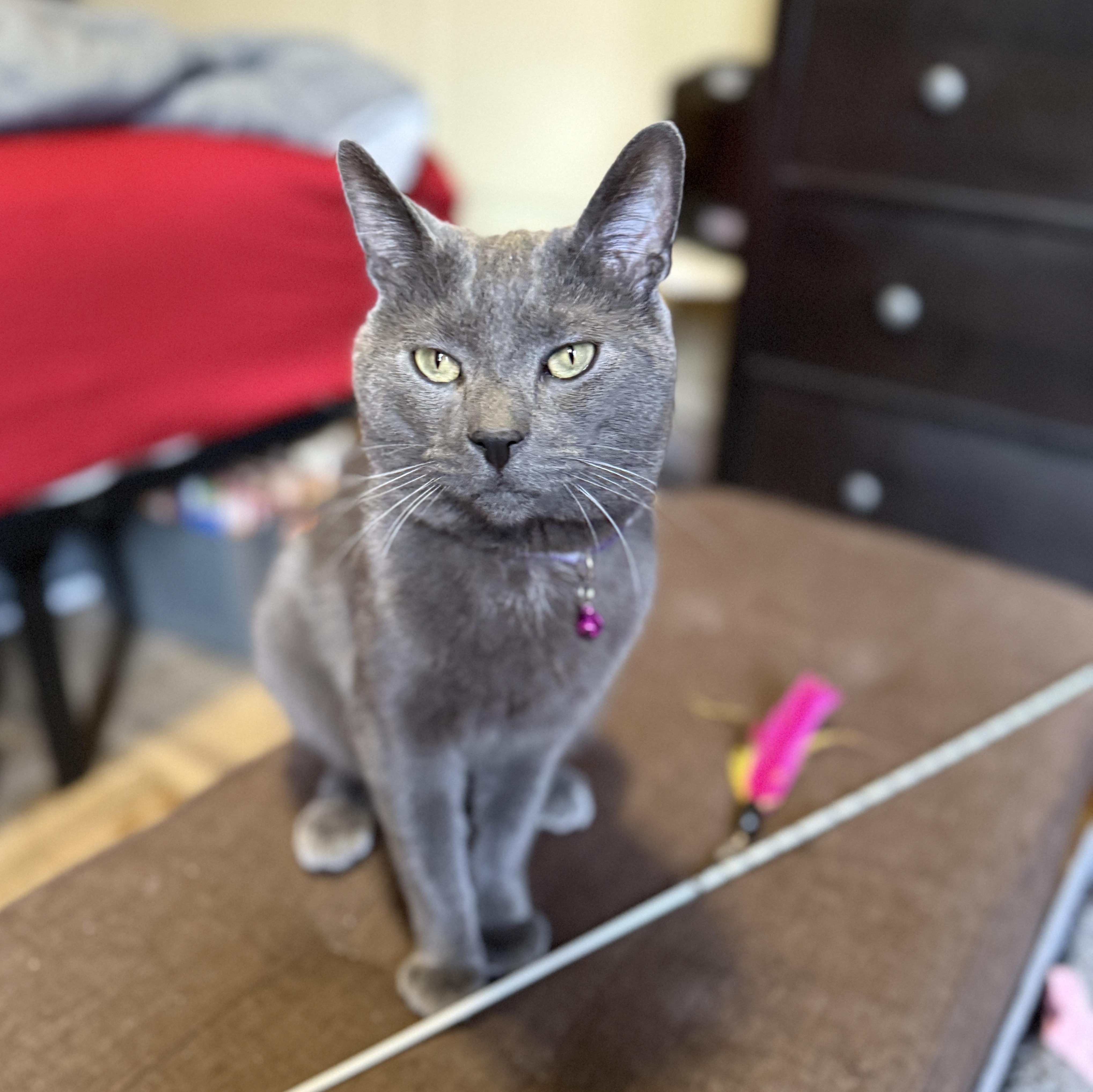 Enlarge Smokey, a Adoptable Domestic Short Hair in Brooklyn, NY image 6/6