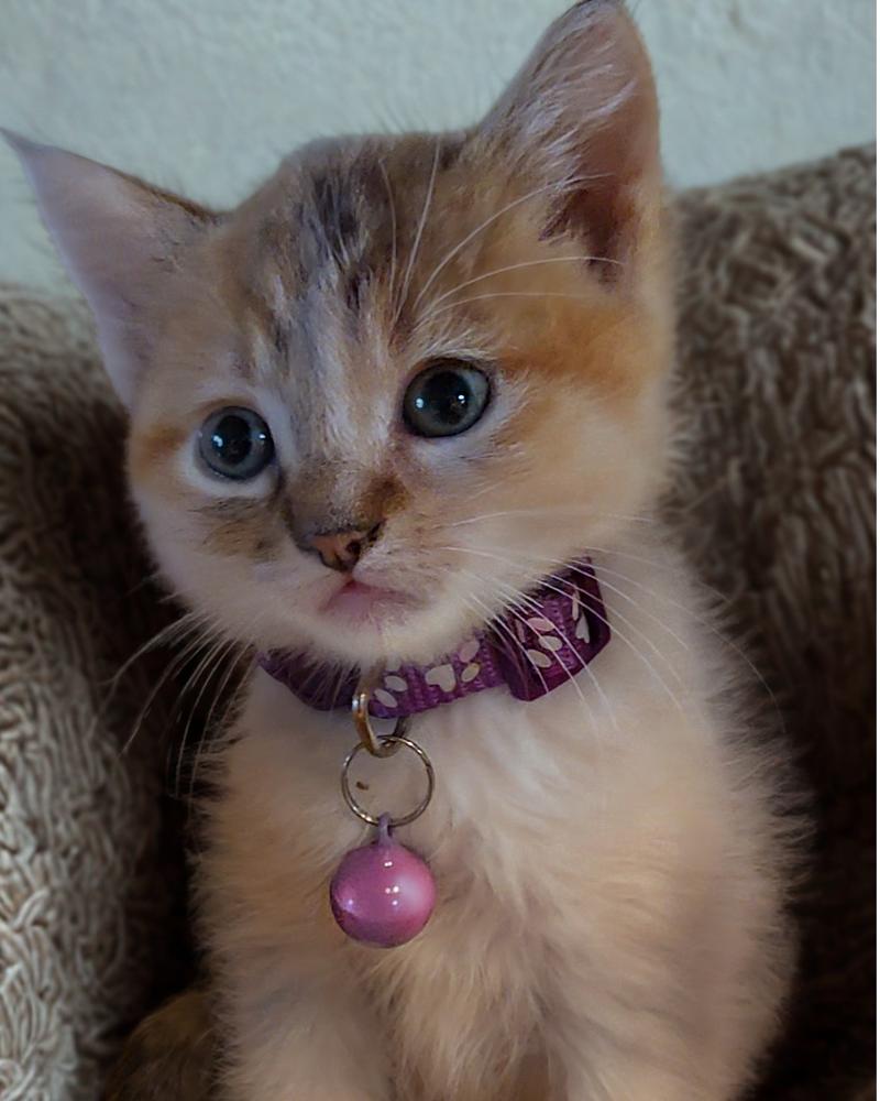 Izzy, Adoptable, Kitten Female Domestic Long Hair & Maine Coon.