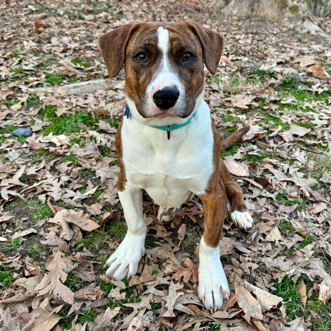 Enlarge Doug, a Adoptable mixed breed in Colonial Heights, VA image 1/1