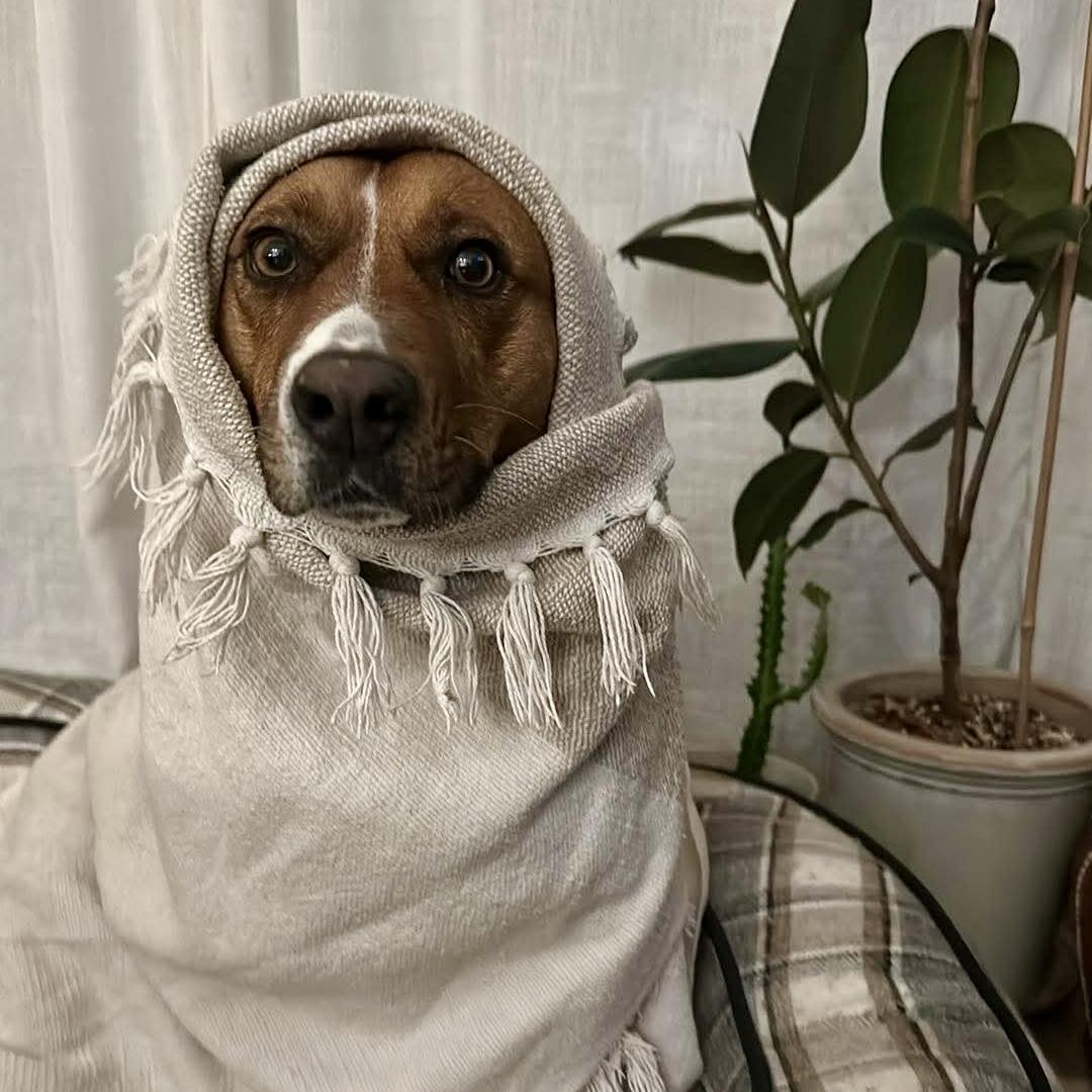 Enlarge Felice, a Adoptable mixed breed in Mississauga, ON image 4/6