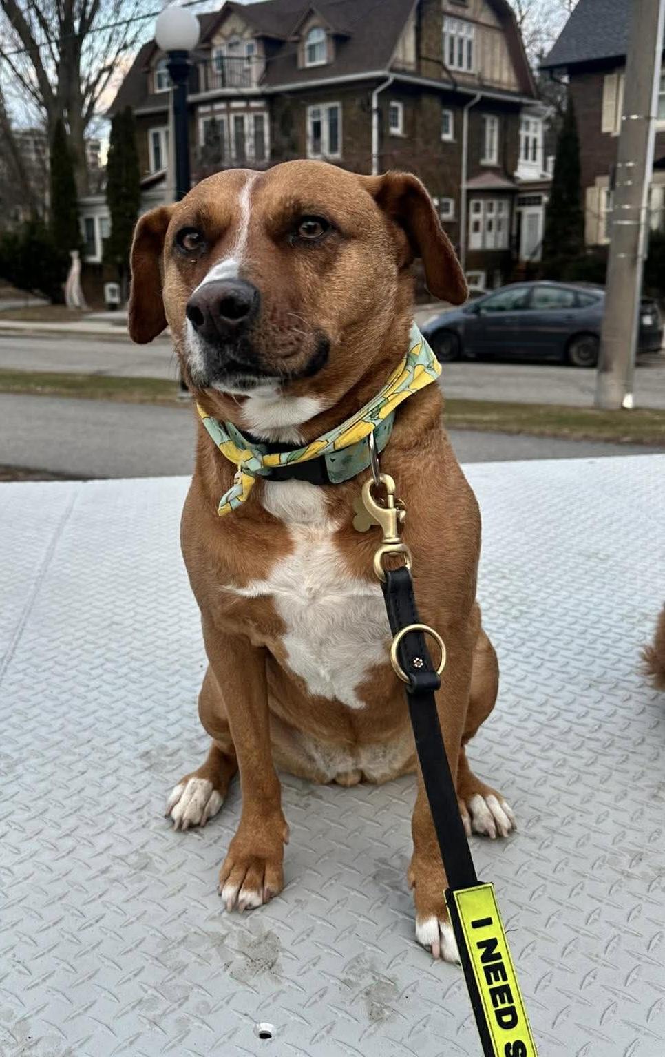 Enlarge Felice, a Adoptable mixed breed in Mississauga, ON image 3/6