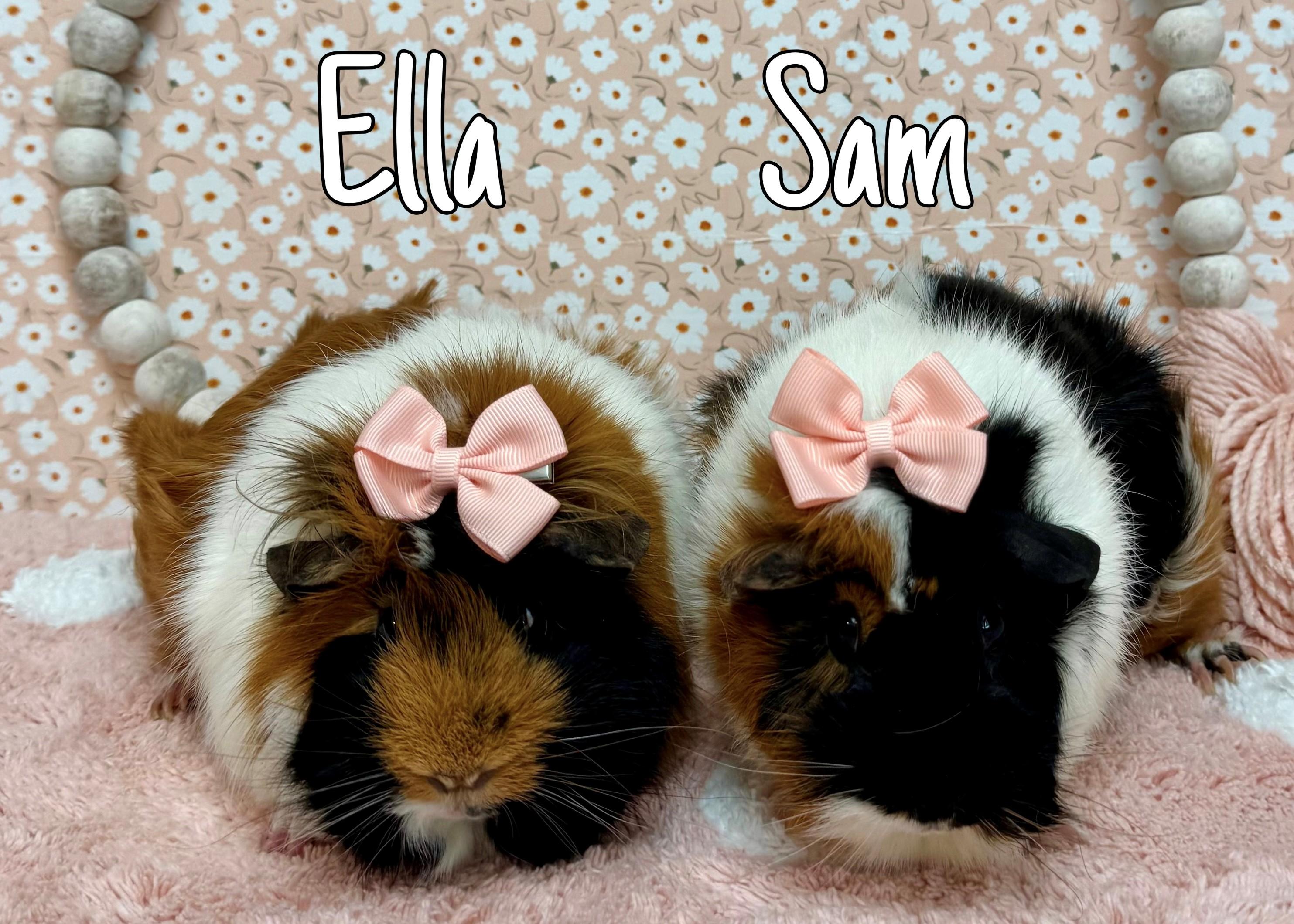 Sam and Ella, ADOPTABLE, Adult Female Guinea Pig.