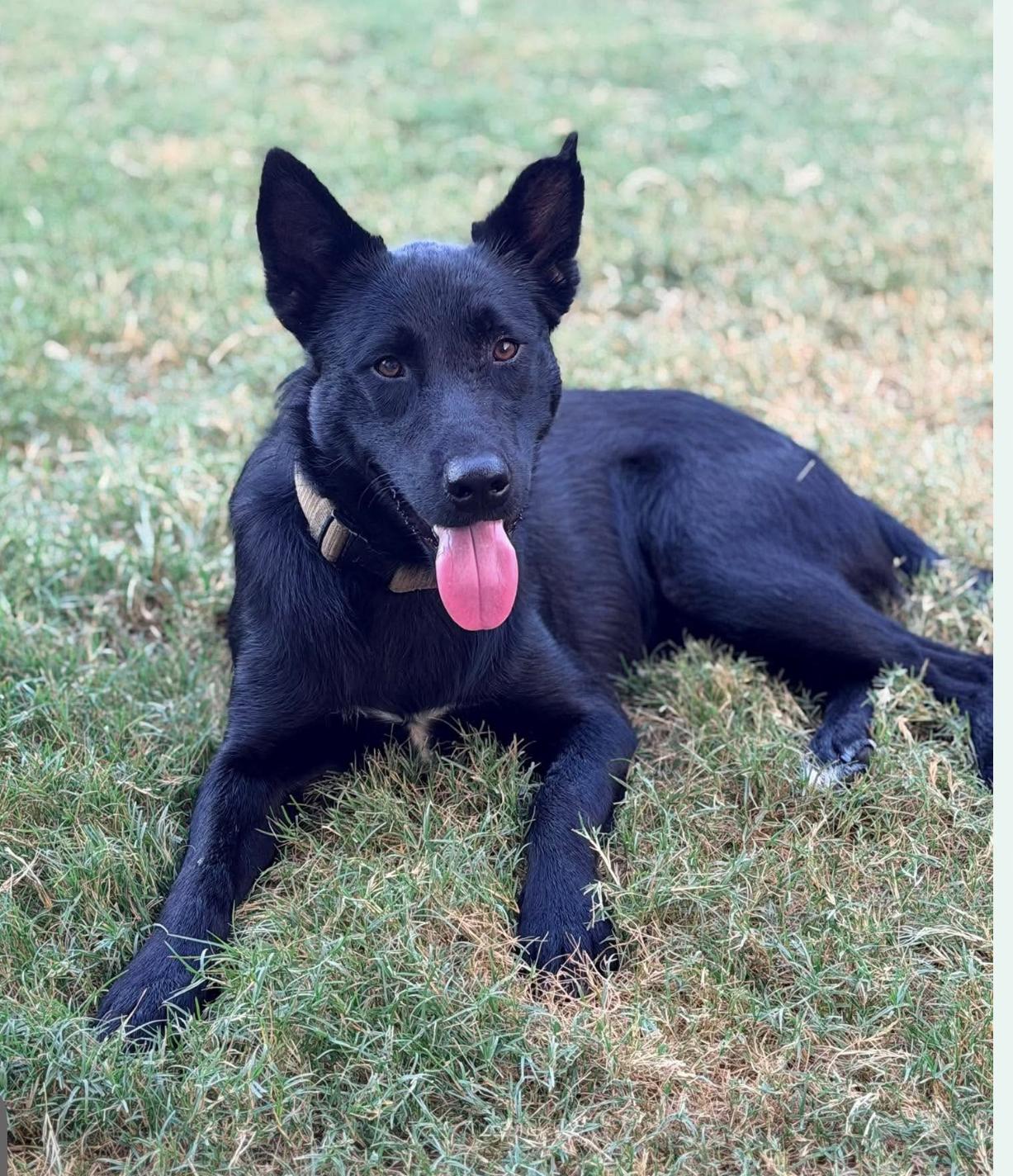 Enlarge Oni, a Adopted mixed breed in Kankakee, IL image 2/2