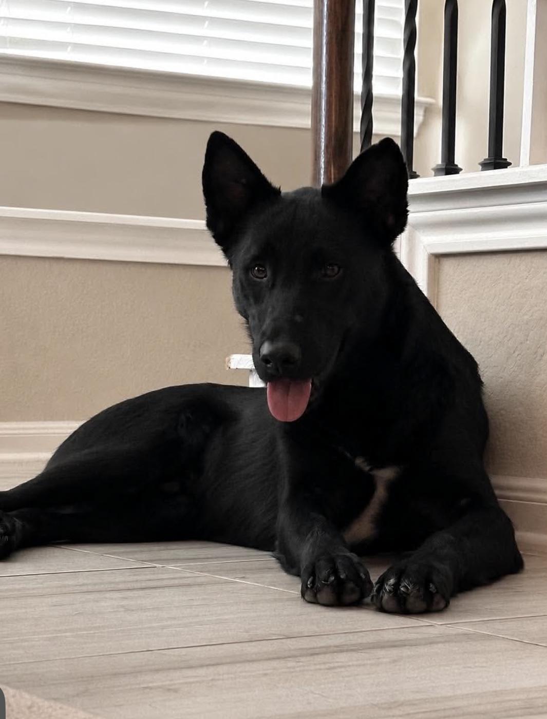 Oni, Adopted, Young Male German Shepherd Dog.