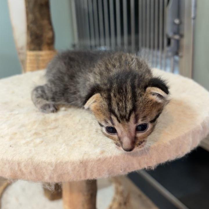 Enlarge Super Duper Cat, a Adoptable Domestic Short Hair in Livingston, TX image 1/1