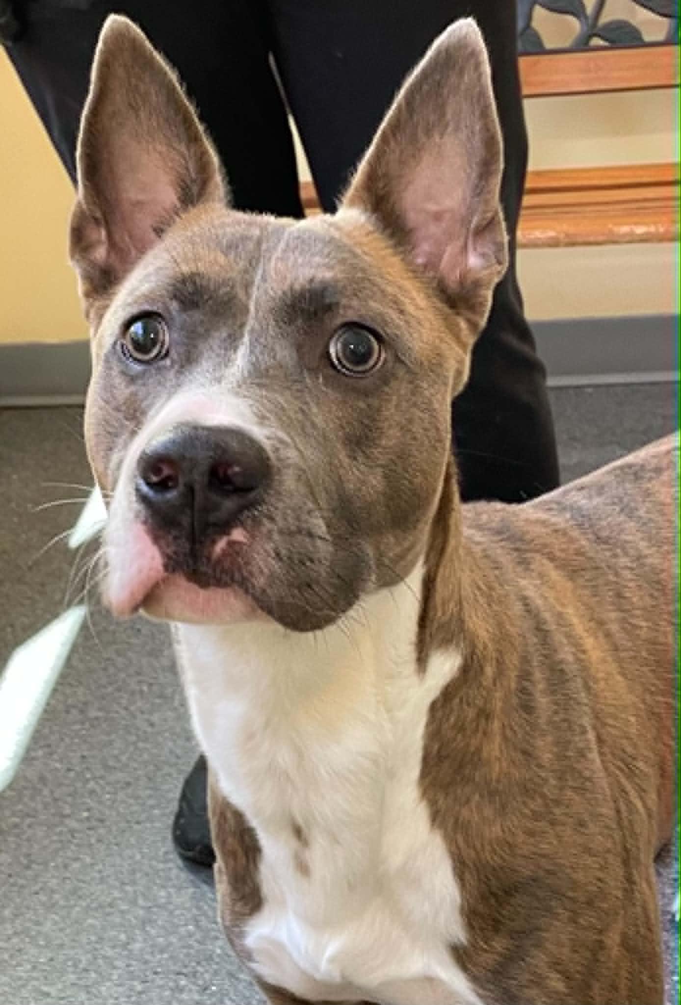 Dozer, Adoptable, Adult Male Pit Bull Terrier.