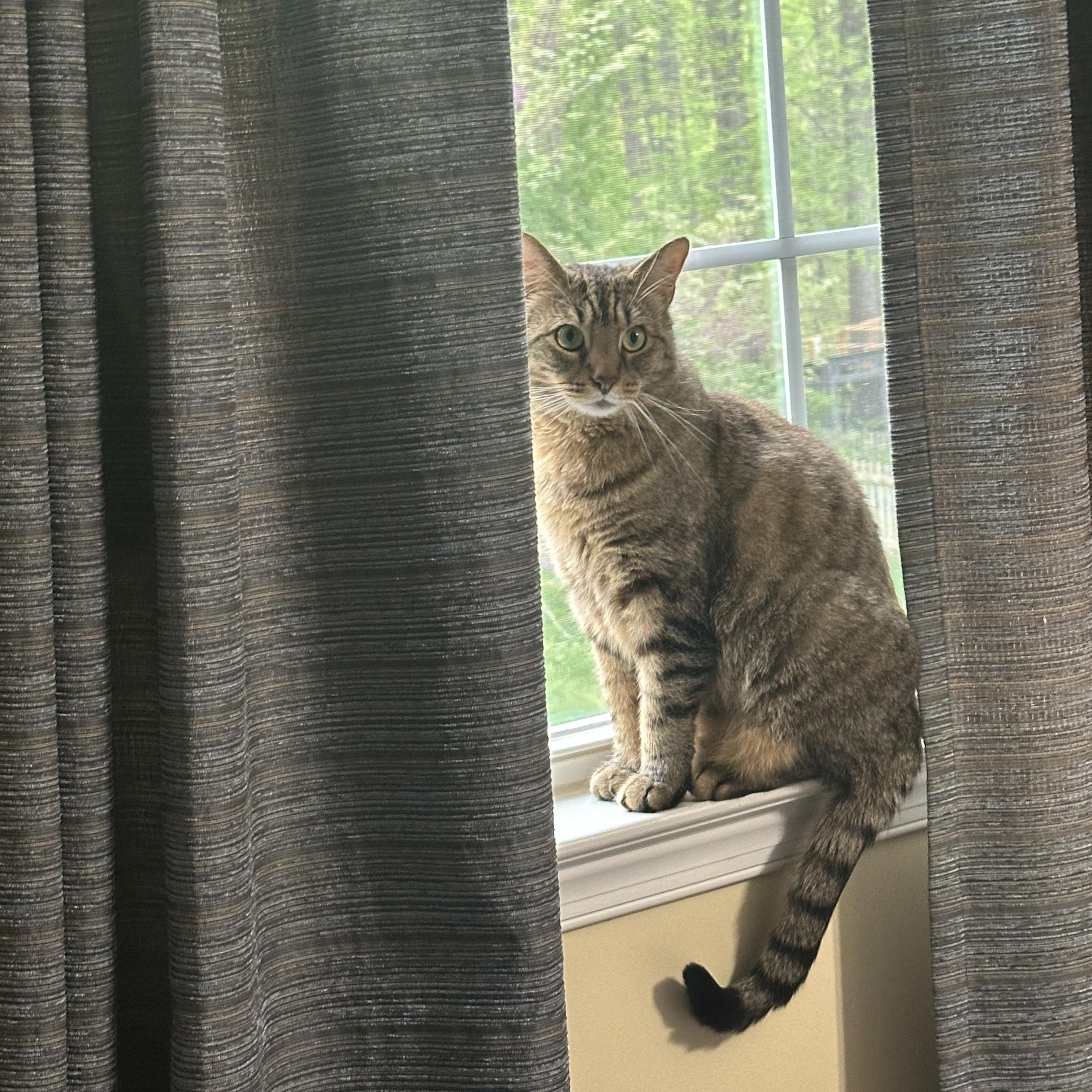 Phil, a Adoptable Domestic Short Hair in Chesapeake Beach, MD image 4/5