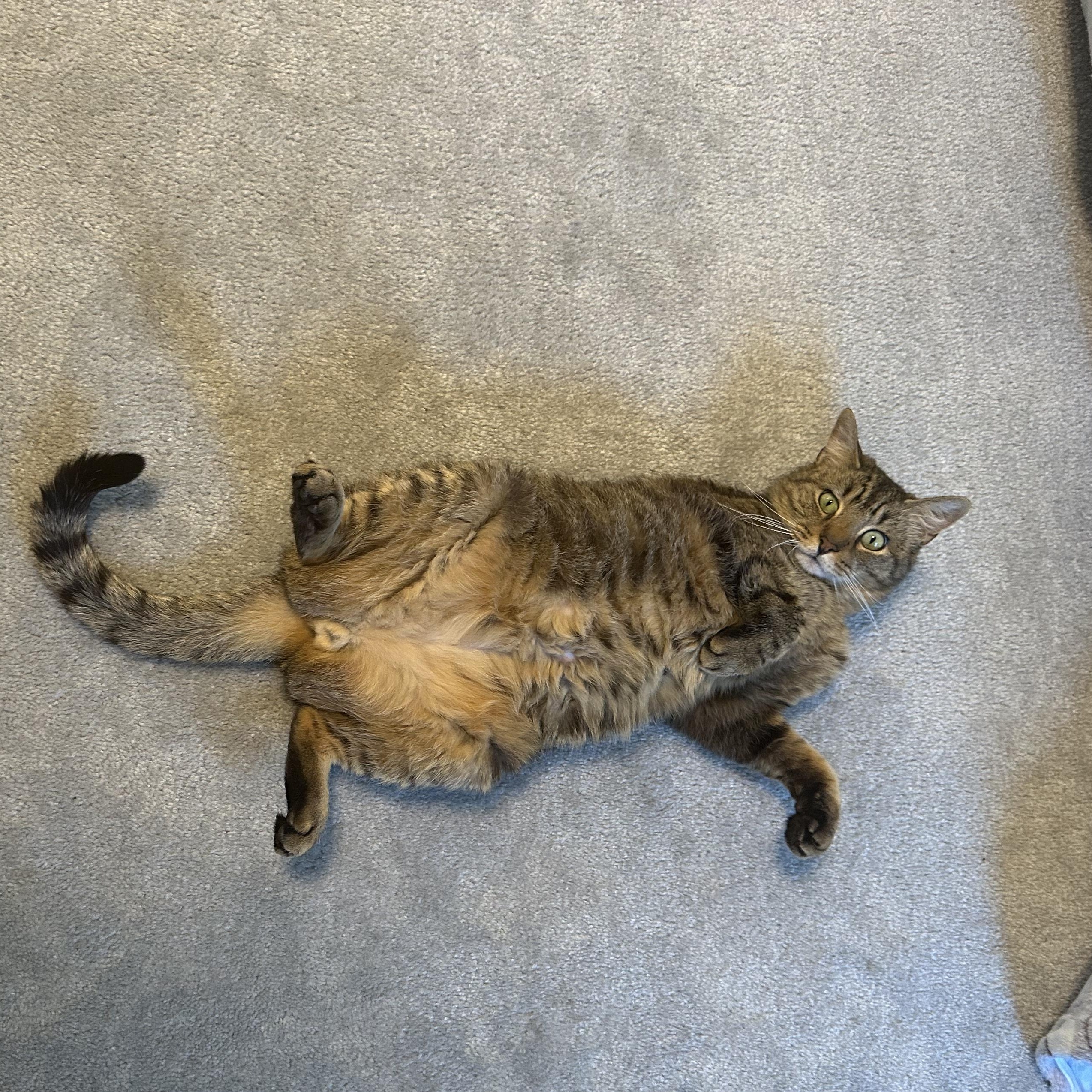 Phil, a Adoptable Domestic Short Hair in Chesapeake Beach, MD image 1/5