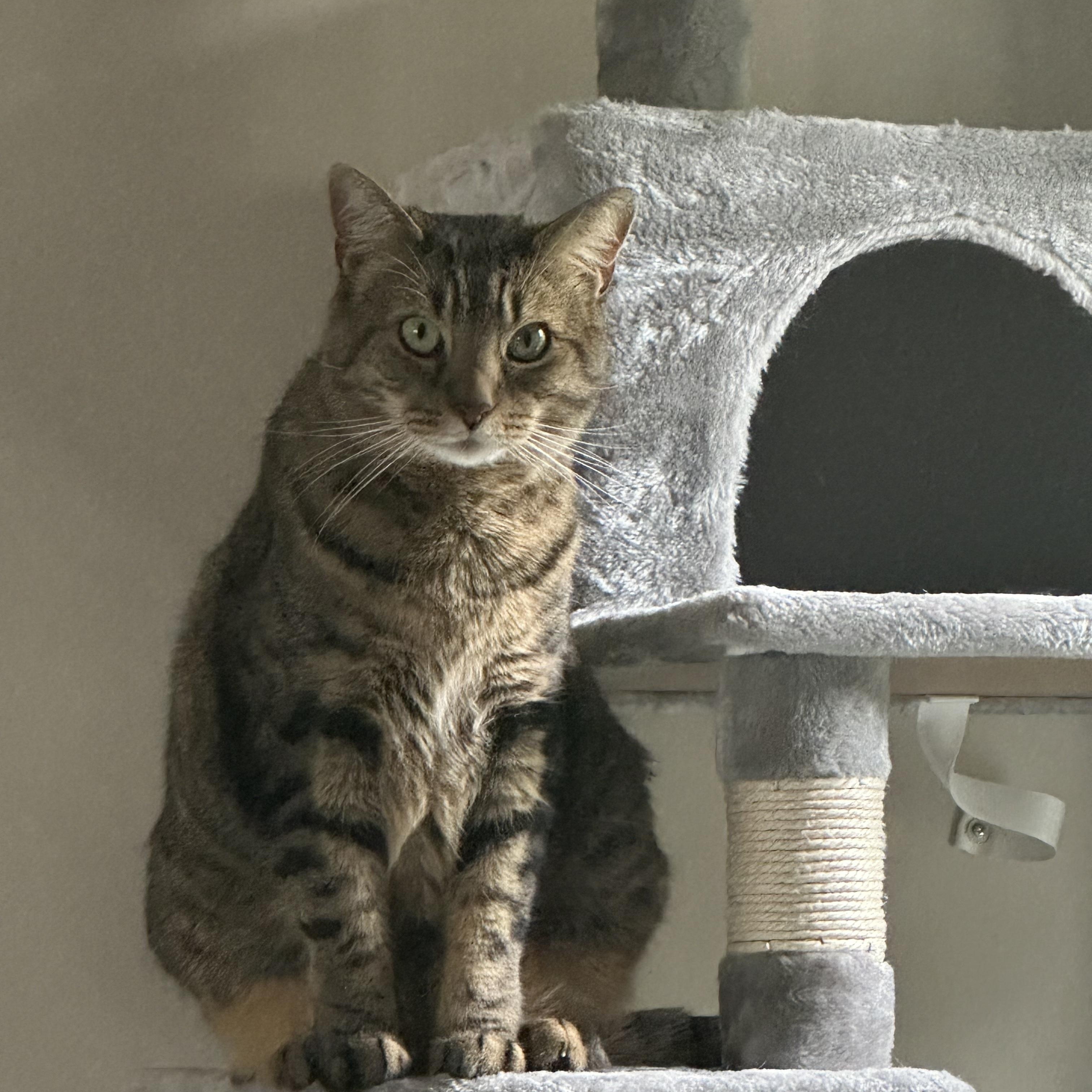 Phil, a Adoptable Domestic Short Hair in Chesapeake Beach, MD image 5/5