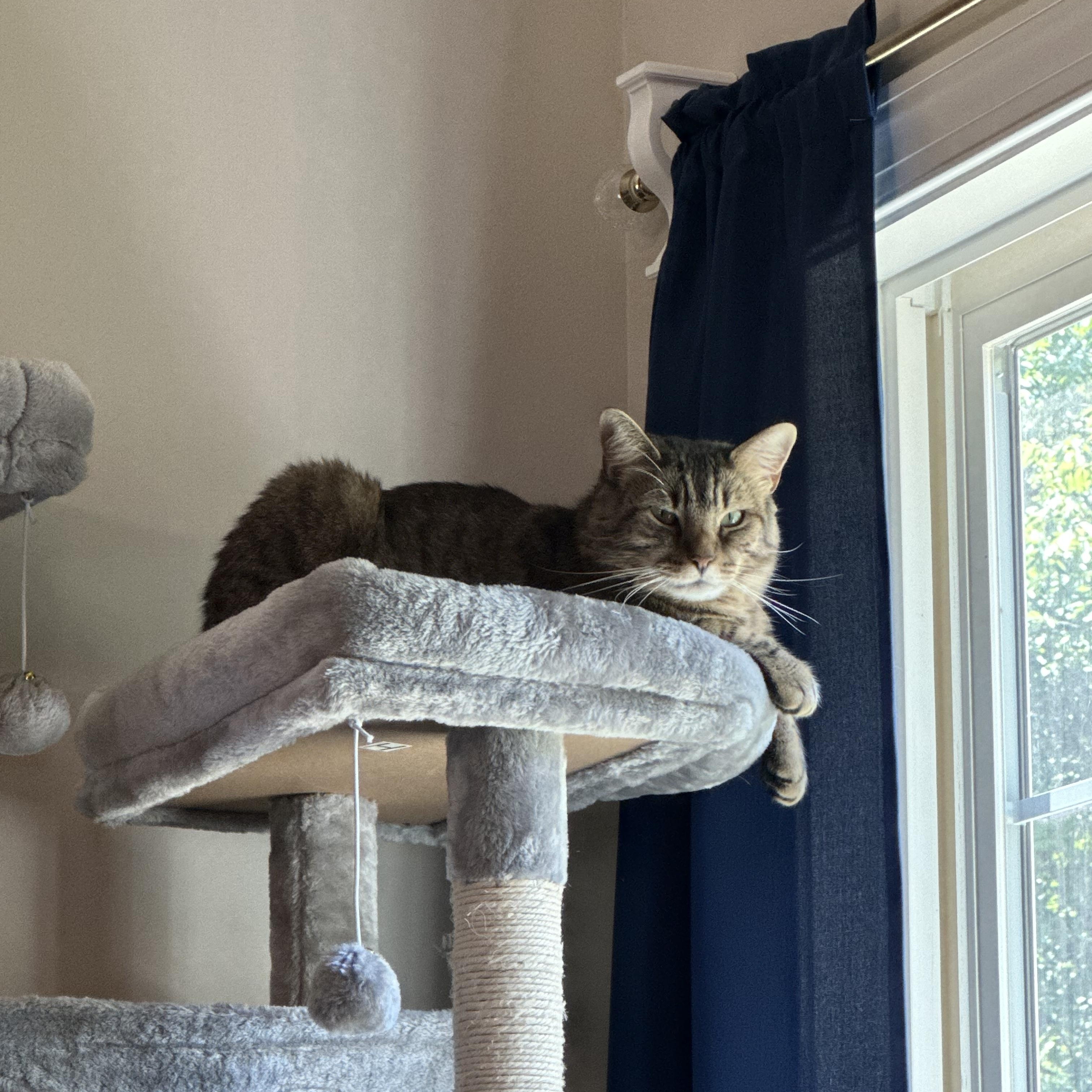 Phil, a Adoptable Domestic Short Hair in Chesapeake Beach, MD image 3/5