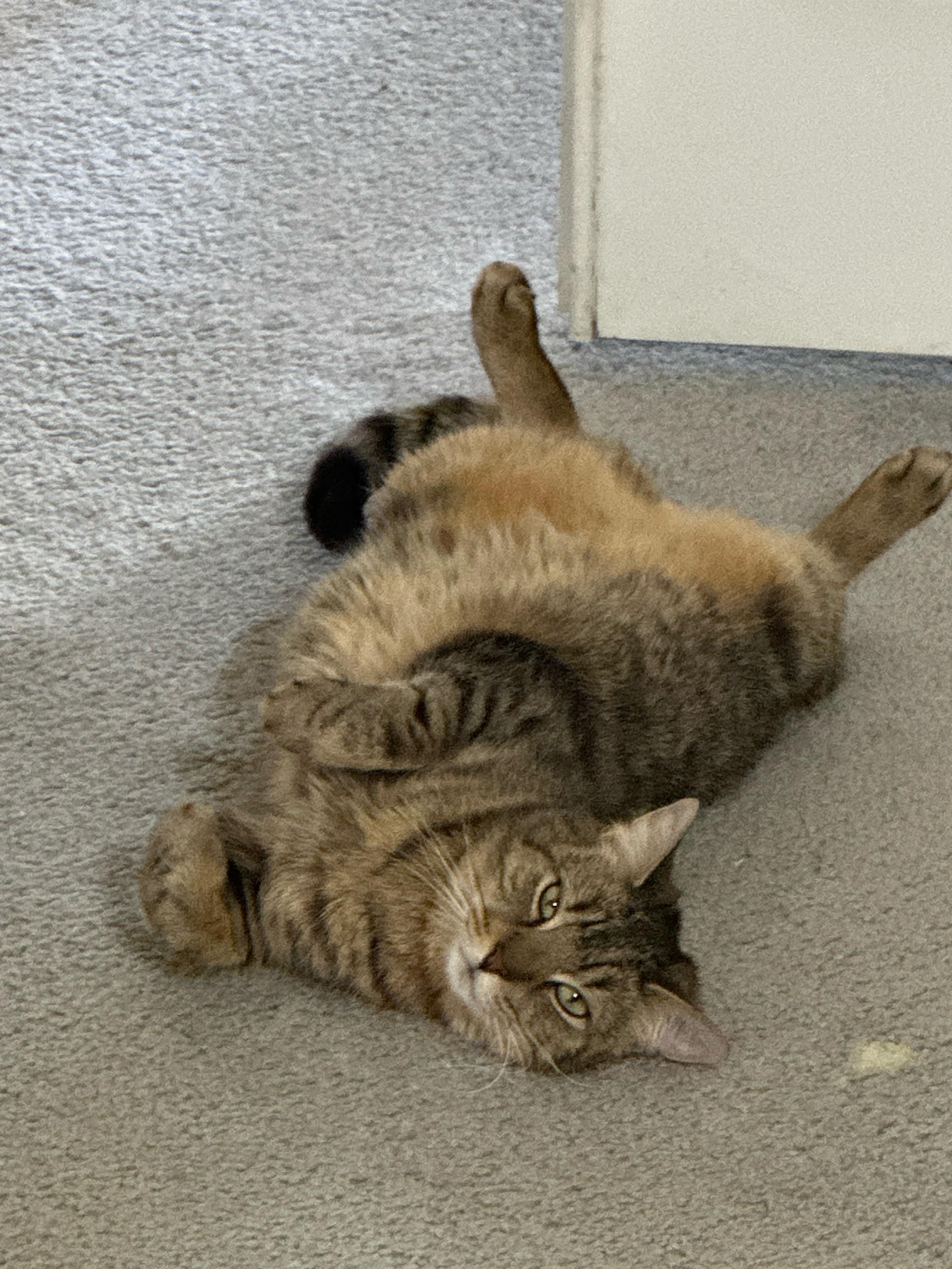 Phil, a Adoptable Domestic Short Hair in Chesapeake Beach, MD image 2/5