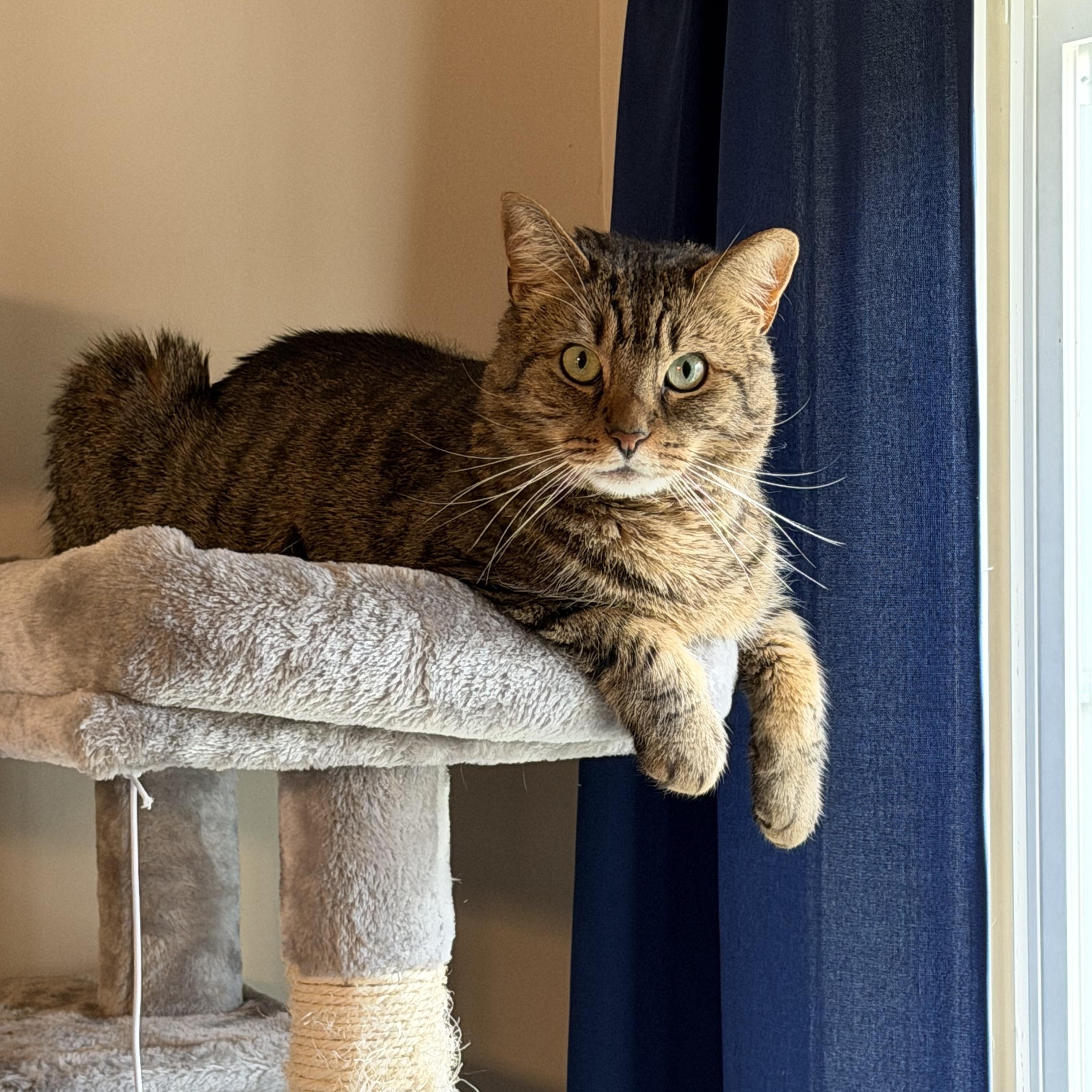 Enlarge Phil, a Adoptable Domestic Short Hair in Chesapeake Beach, MD image 1/6