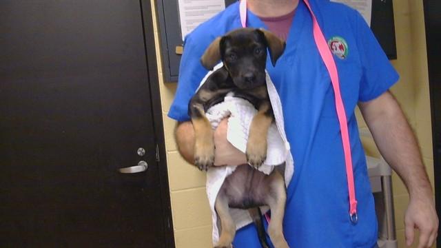 NILE, Adoptable, Puppy Male Labrador Retriever & Mixed Breed.