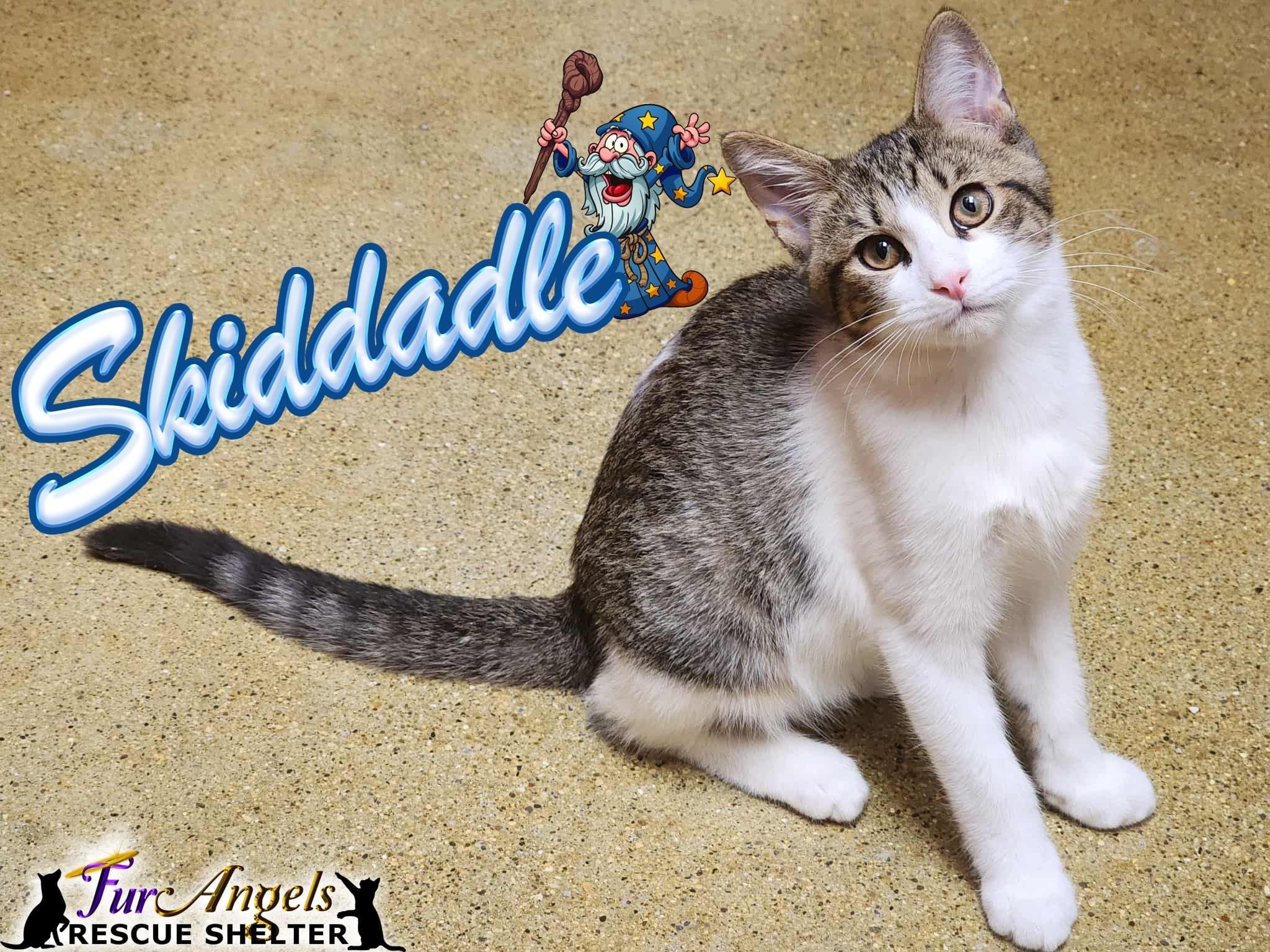 Enlarge Skiddadle, a Adoptable Domestic Short Hair in Toledo, OH image 1/1
