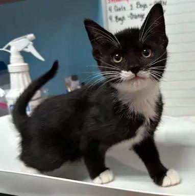 Enlarge Iris, a Adoptable mixed breed in Woodbridge, VA image 1/2