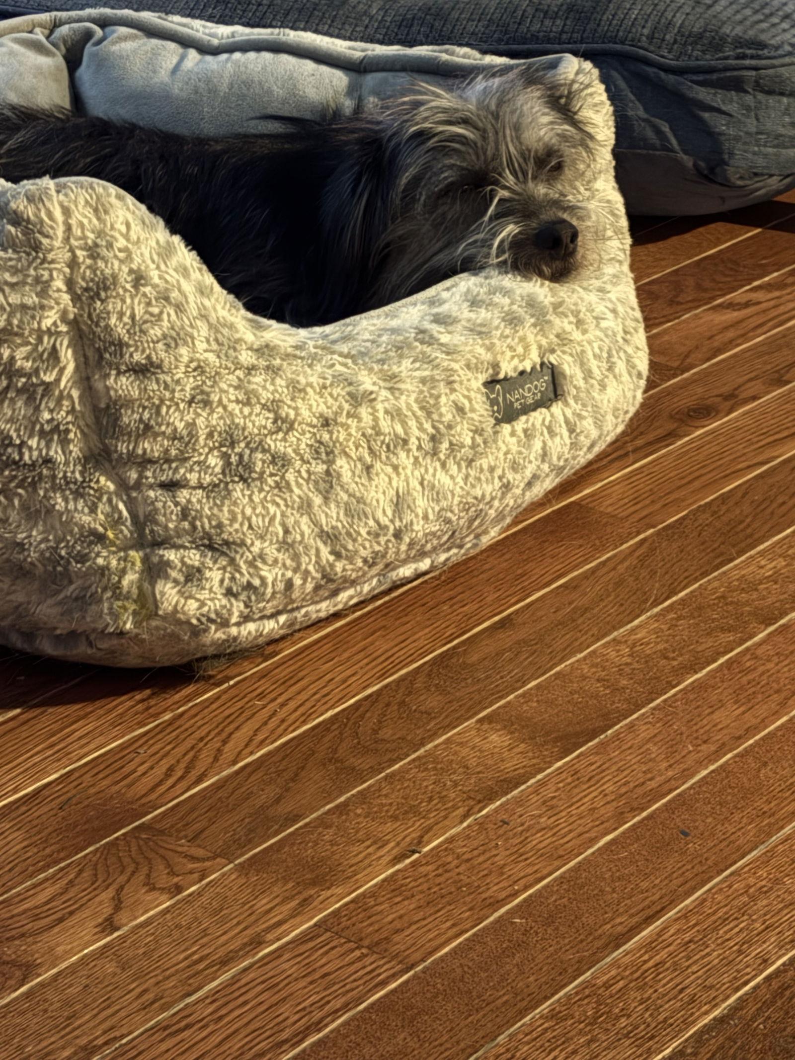 Benji, a Adoptable Yorkshire Terrier in Newport, KY image 1/3
