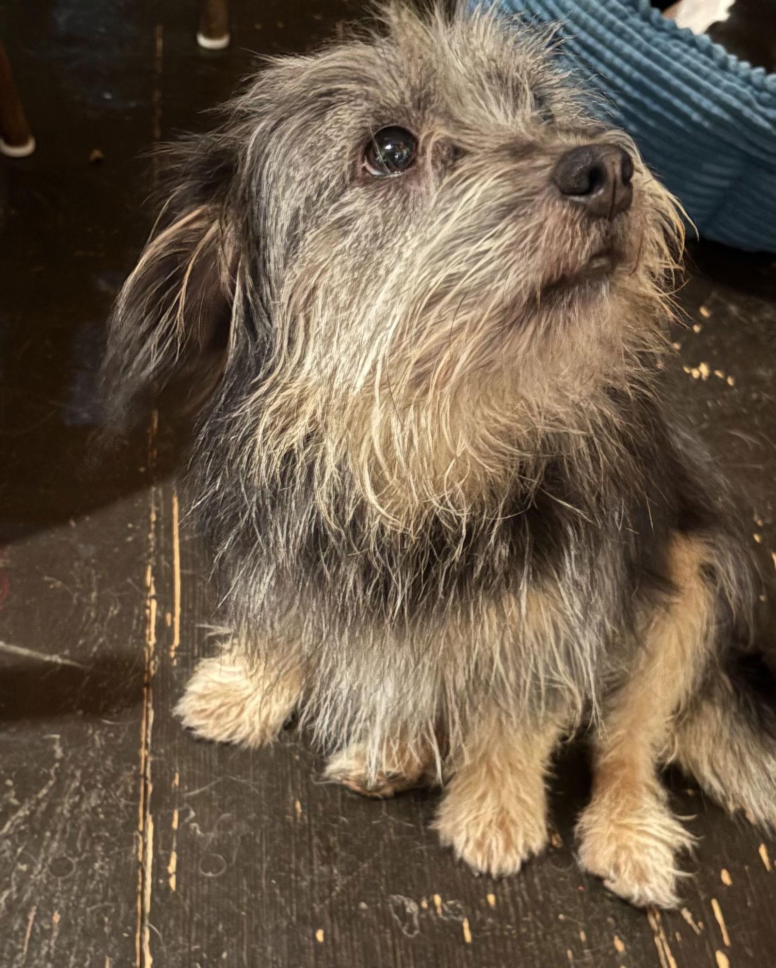 Benji, a Adoptable Yorkshire Terrier in Newport, KY image 2/3