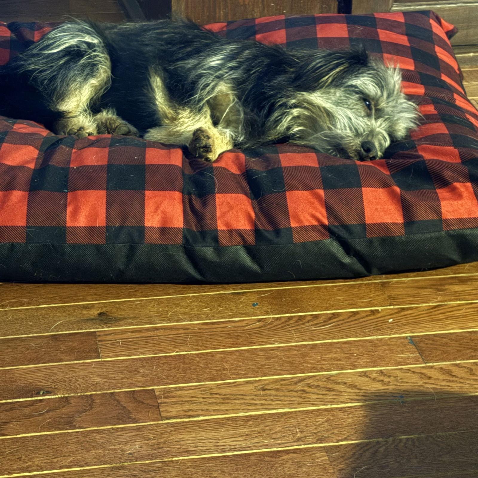 Benji, a Adoptable Yorkshire Terrier in Newport, KY image 3/3