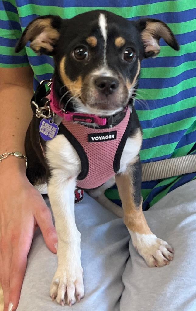 Patches, Adoptable, Puppy Female Chihuahua.
