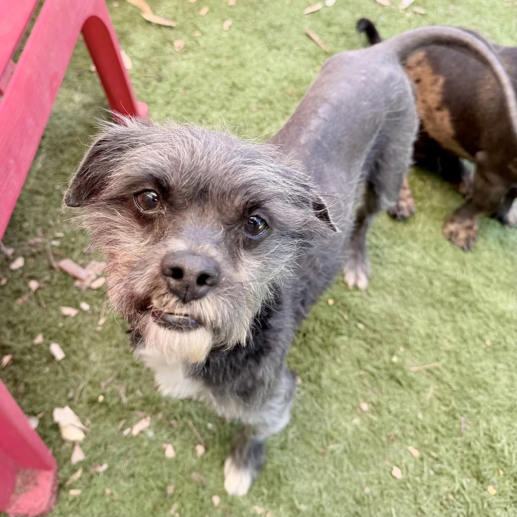 Moe, a Adoptable Terrier in Sonoma, CA image 1/3
