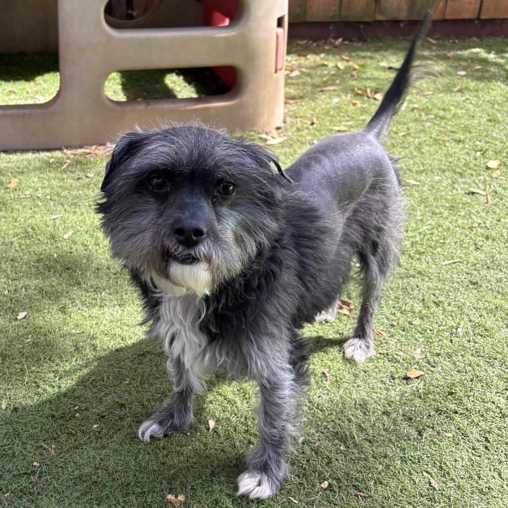 Moe, Adoptable, Adult Male Terrier.