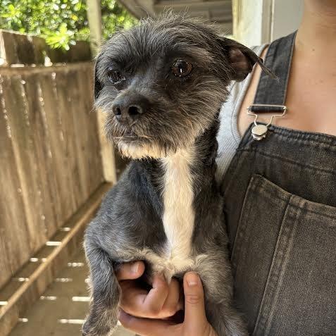 Moe, a Adoptable Terrier in Sonoma, CA image 2/3