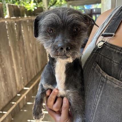 Moe, a Adoptable Terrier in Sonoma, CA image 3/3