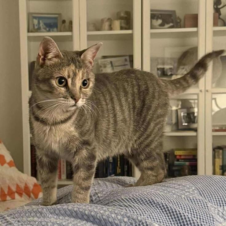 Sunny, Adoptable, Adult Female Domestic Short Hair.