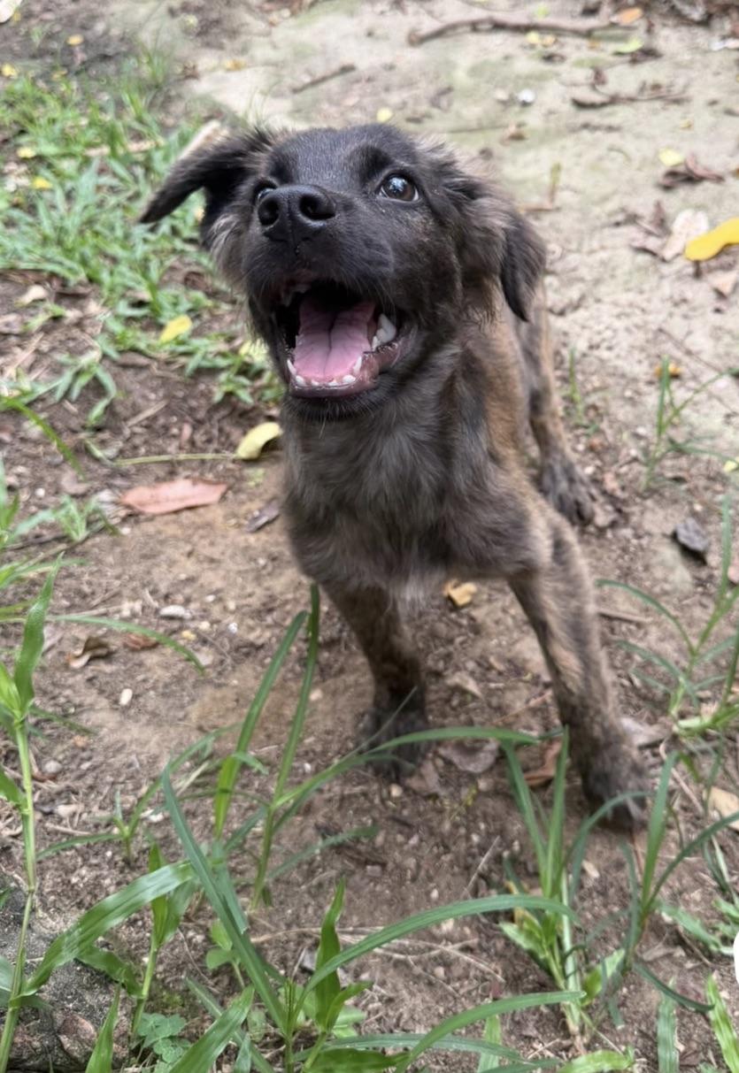 Arlo, a ADOPTABLE mixed breed in New York, NY image 2/3