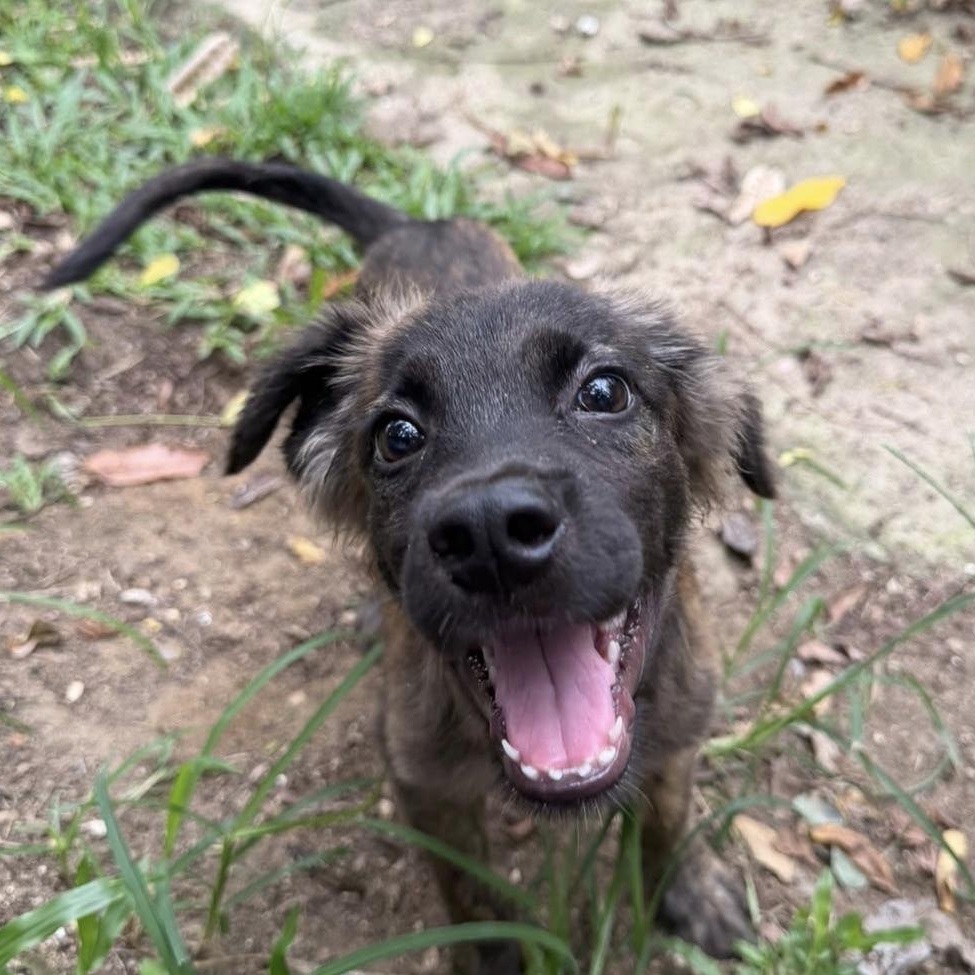 Arlo, ADOPTABLE, Young Male Labrador Retriever.