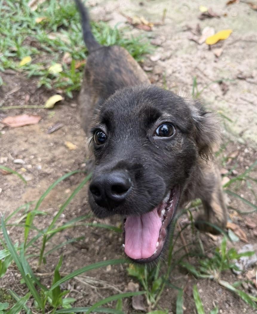 Arlo, a ADOPTABLE mixed breed in New York, NY image 3/3