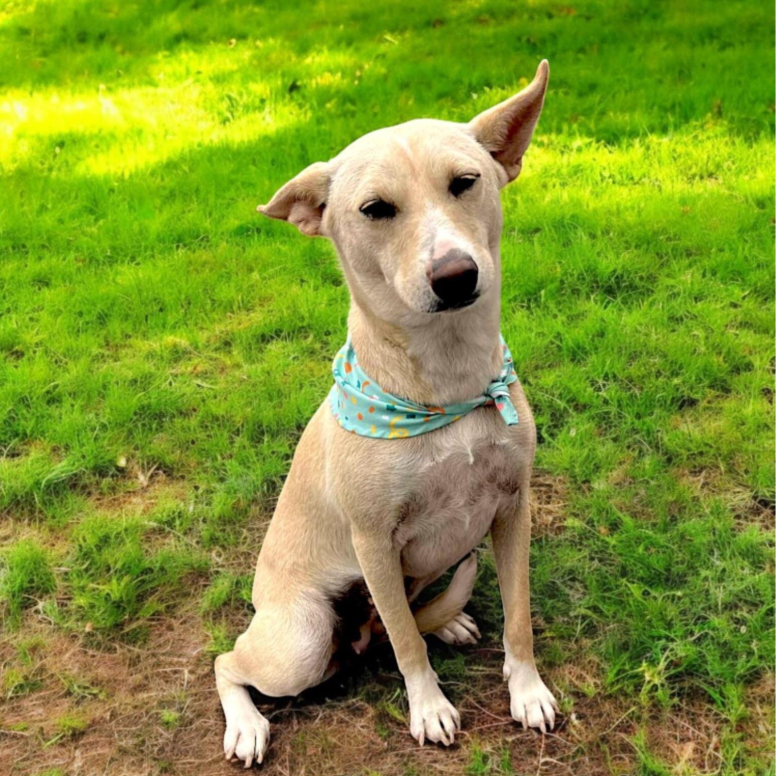 Vista, ADOPTABLE, Young Female Rat Terrier & Mixed Breed.