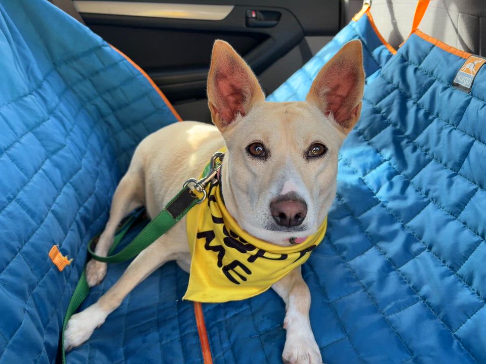 Enlarge Vista, a ADOPTABLE mixed breed in Carlsbad, CA video 5/5