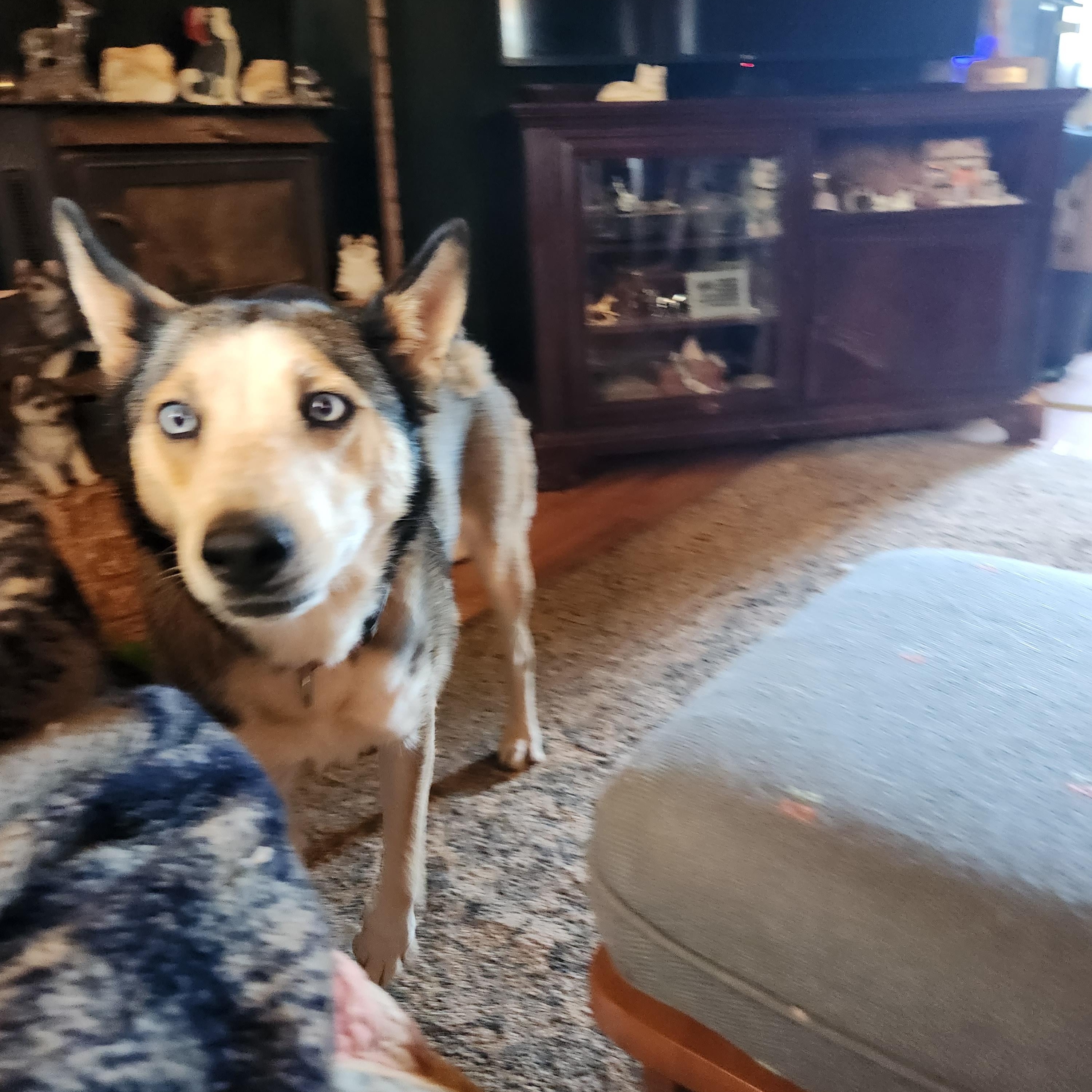 Kona, Adoptable, Adult Female Husky & Australian Shepherd.