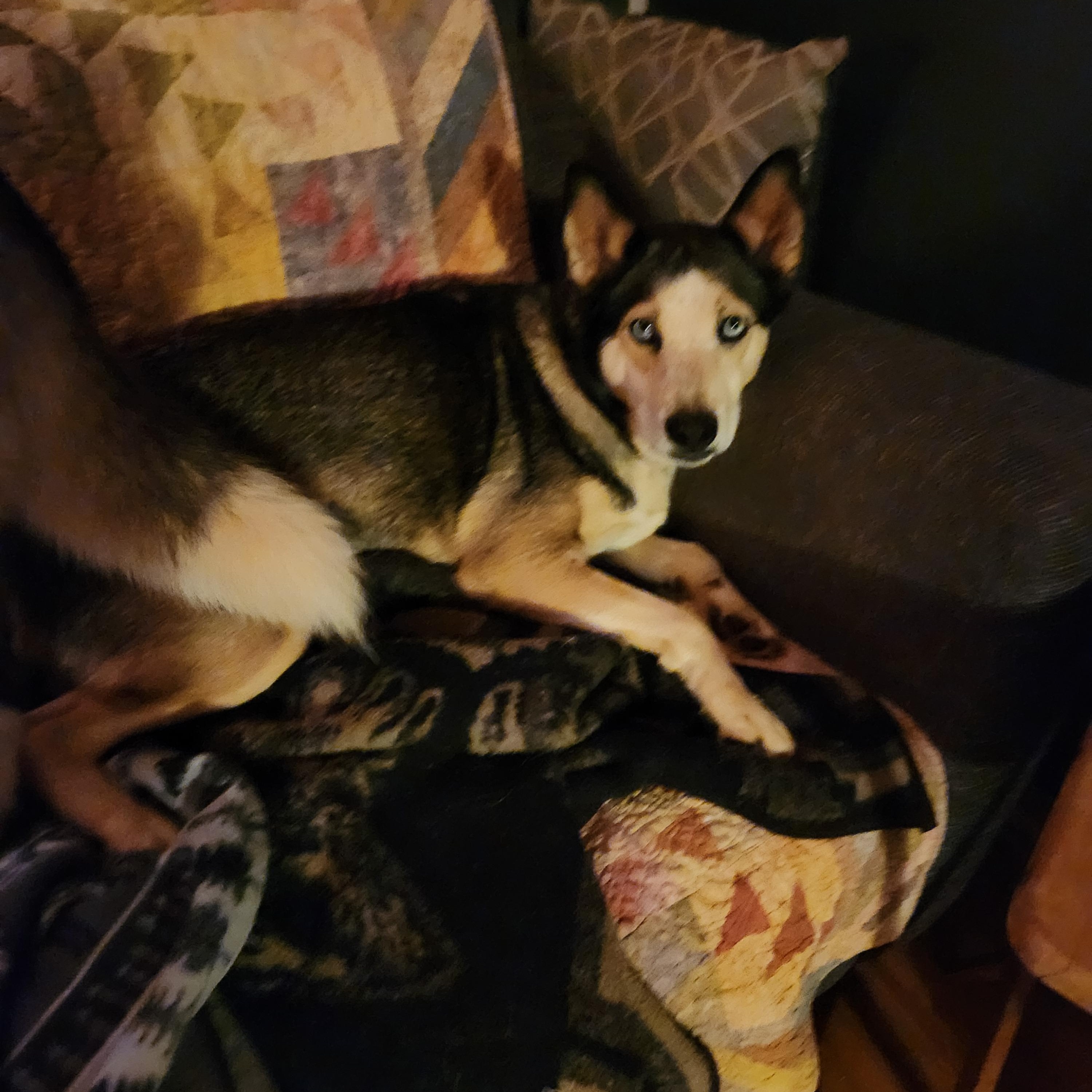 Kona, Adoptable, Adult Female Husky & Australian Shepherd.