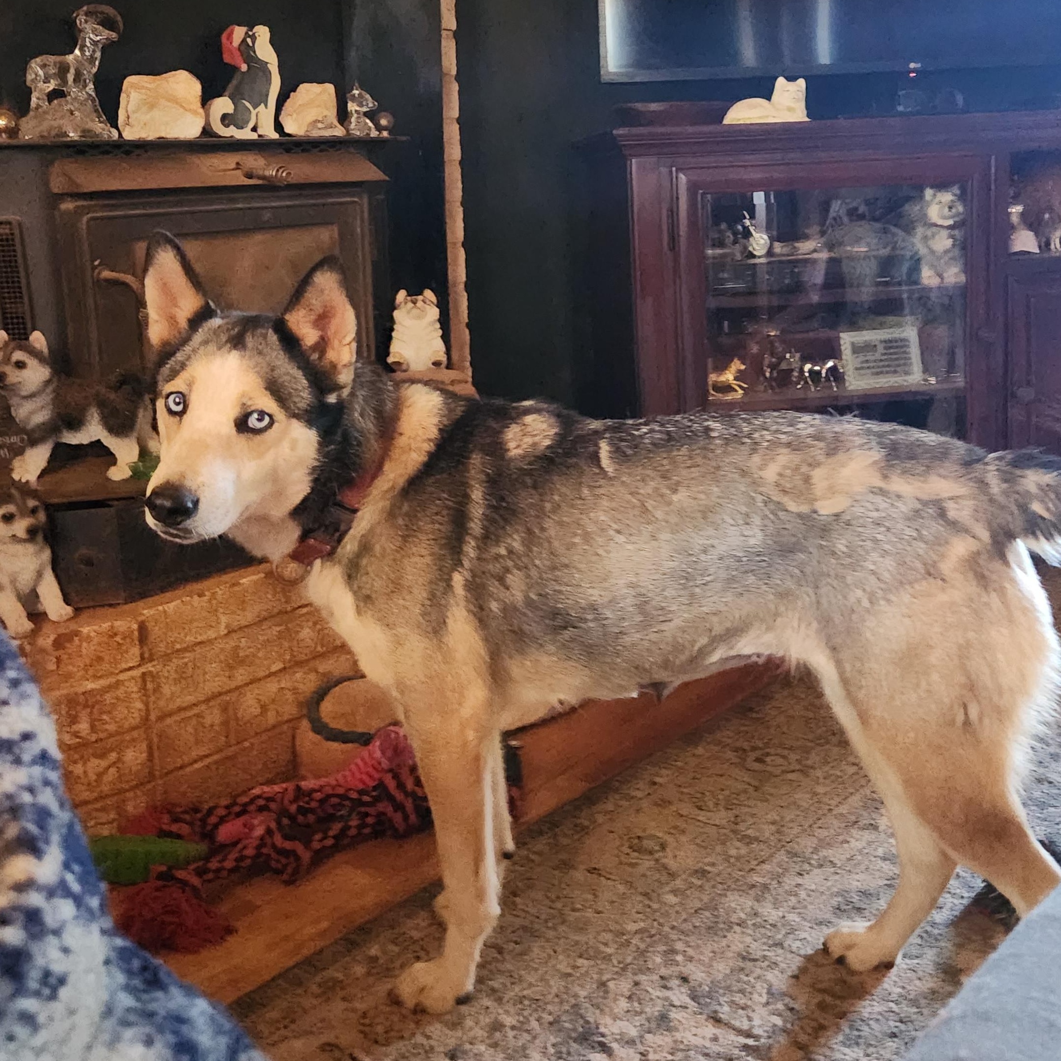 Enlarge Kona, a Adoptable mixed breed in Stuart, VA image 2/3