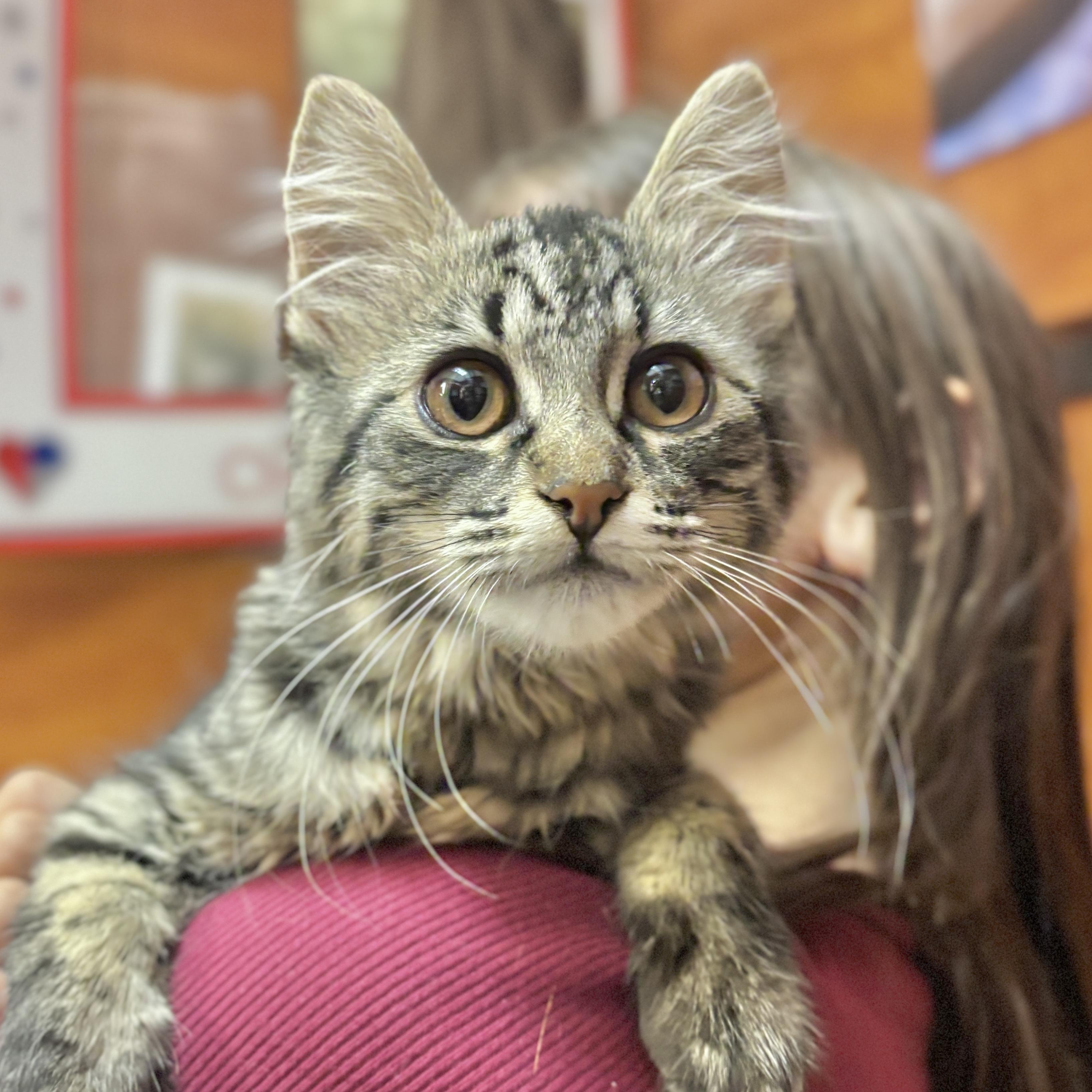 Enlarge Ned, a ADOPTABLE Domestic Medium Hair in Sonora, CA image 1/1