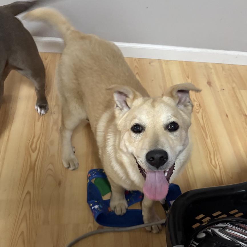 Nugget, Adoptable, Young Male Norwegian Elkhound & Shepherd.