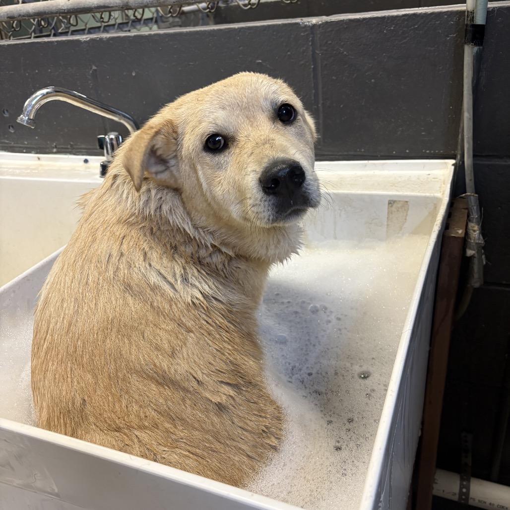 Enlarge Nugget, a Adoptable mixed breed in Avon, OH image 2/6