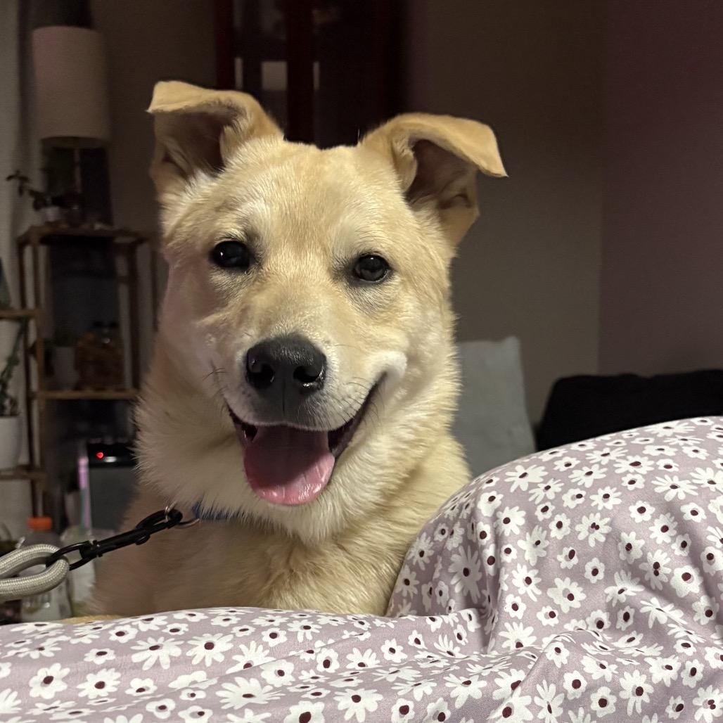Enlarge Nugget, a Adoptable mixed breed in Avon, OH image 3/6