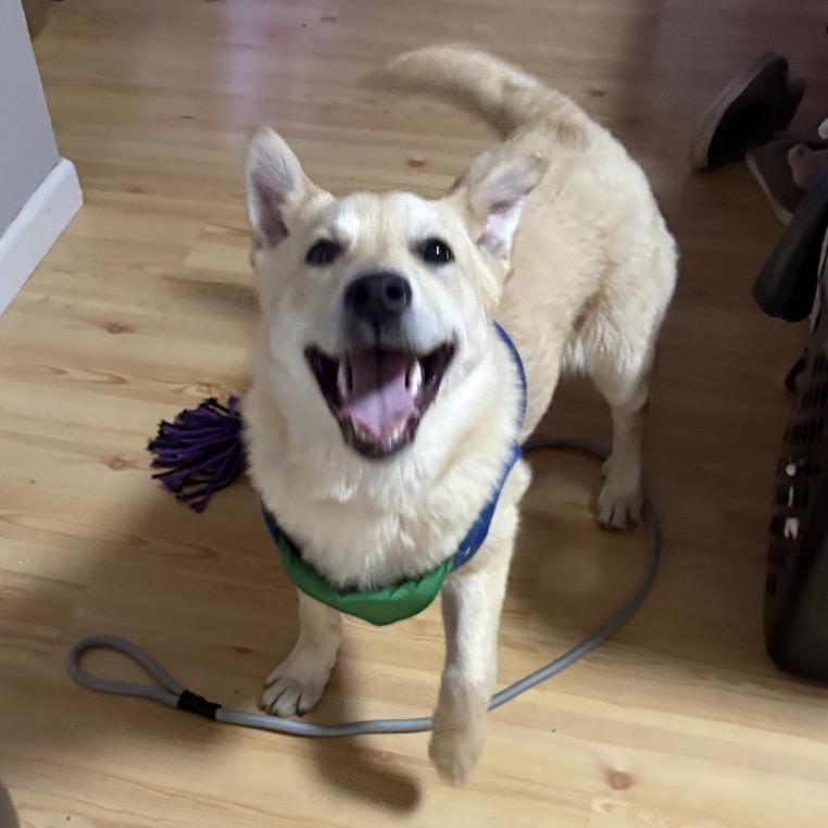 Enlarge Nugget, a Adoptable mixed breed in Avon, OH image 4/6