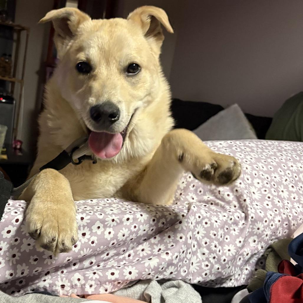 Enlarge Nugget, a Adoptable mixed breed in Avon, OH image 5/6