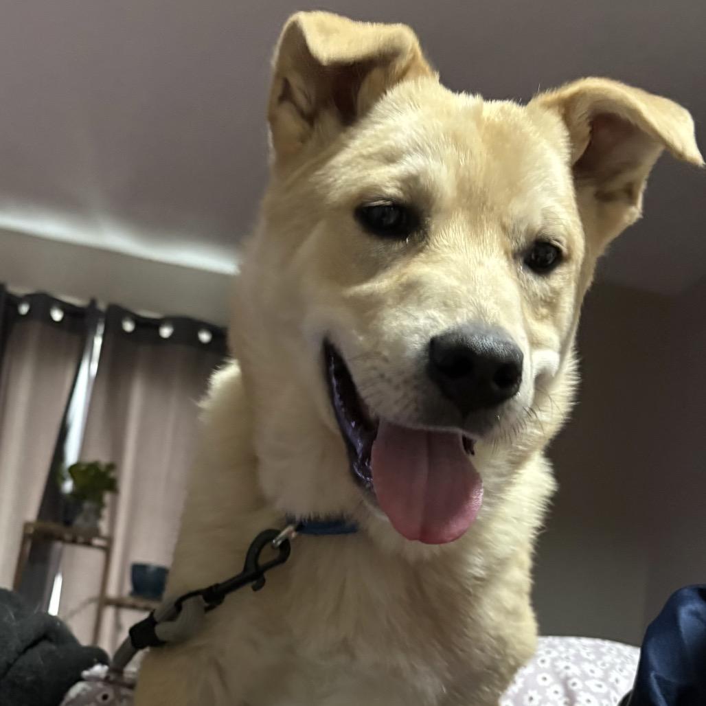 Enlarge Nugget, a Adoptable mixed breed in Avon, OH image 6/6