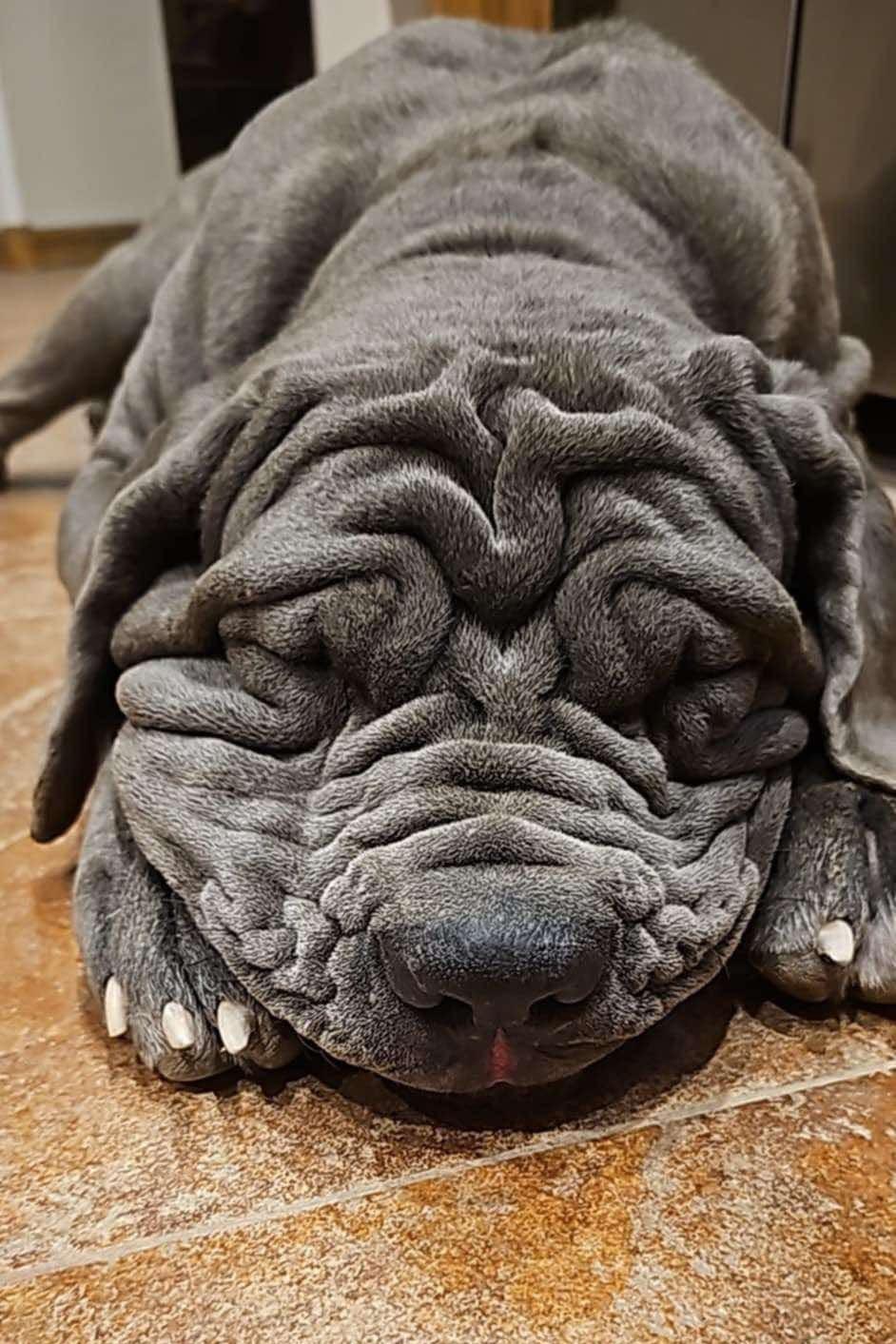 Patagonia (Patty), Adoptable, Adult Female Neapolitan Mastiff.