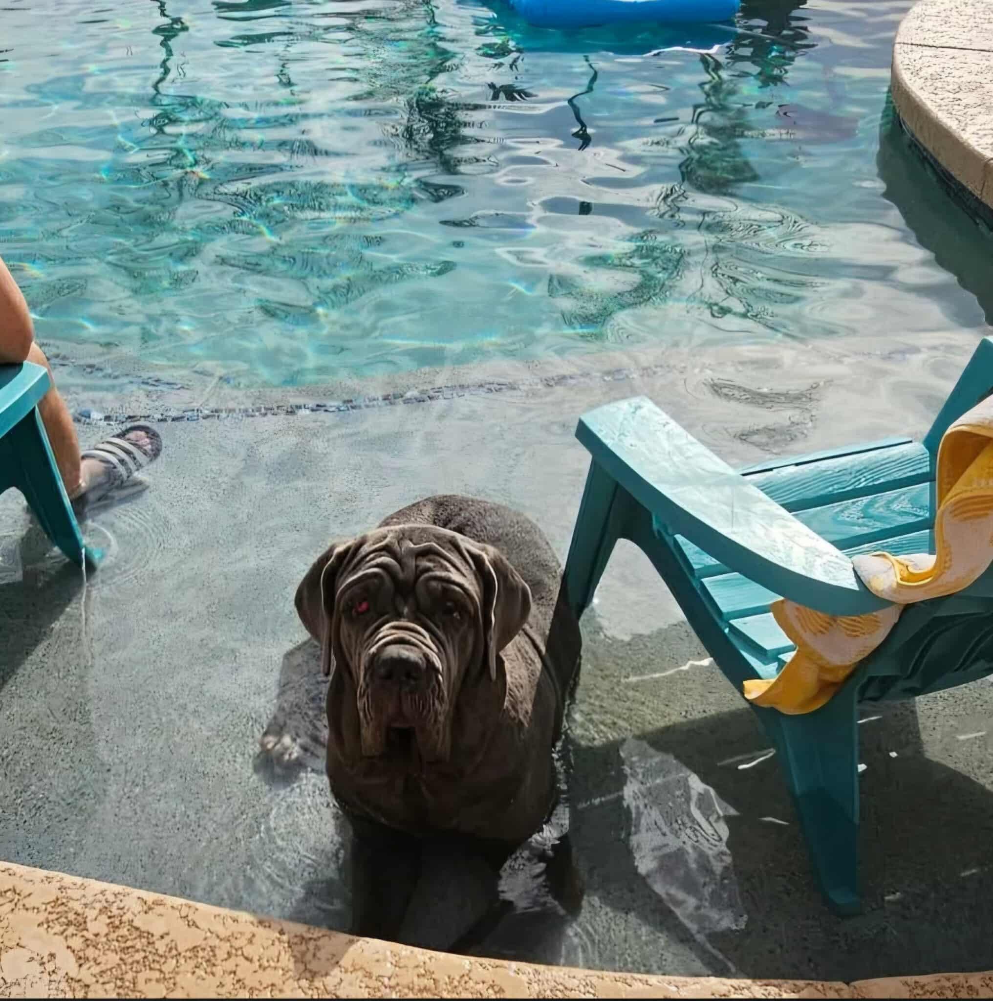 Patagonia (Patty), a Adoptable Neapolitan Mastiff in Mesa, AZ image 2/5