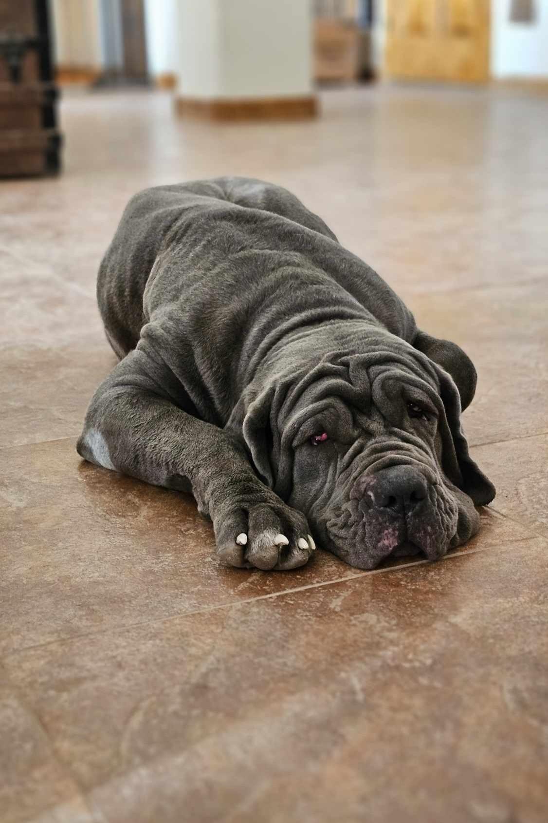 Patagonia (Patty), a Adoptable Neapolitan Mastiff in Mesa, AZ image 3/5