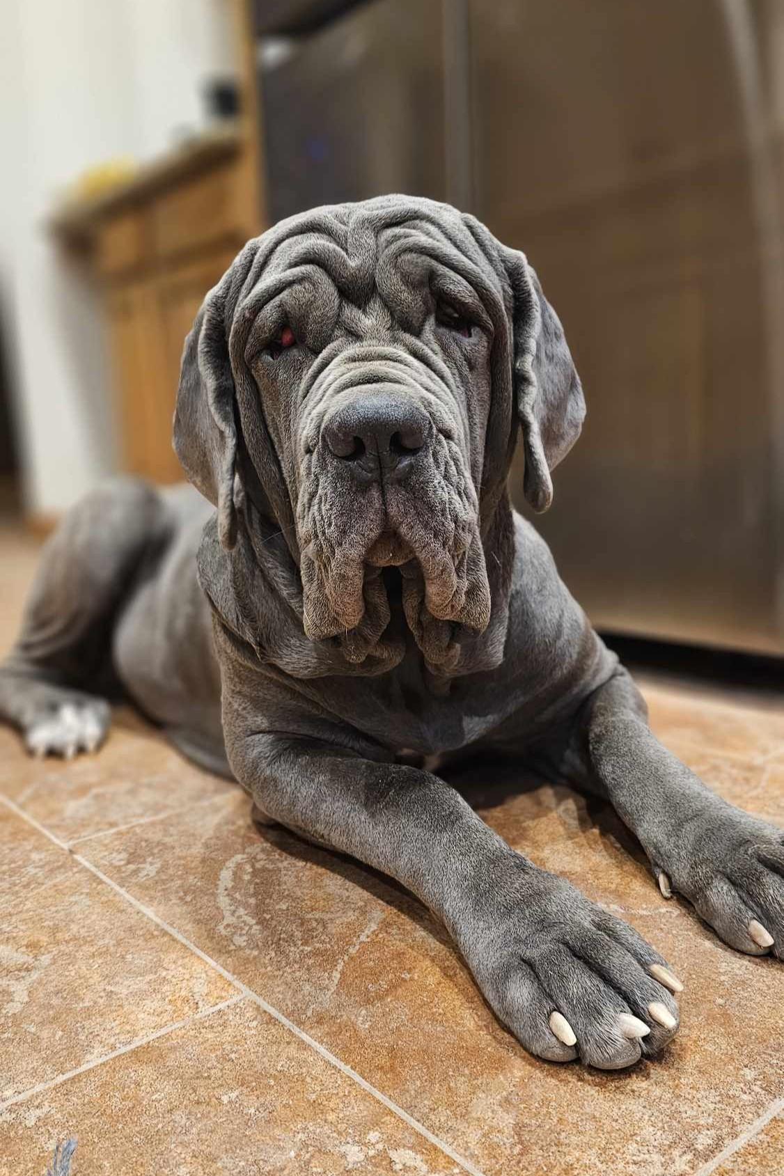 Patagonia (Patty), a Adoptable Neapolitan Mastiff in Mesa, AZ image 4/5