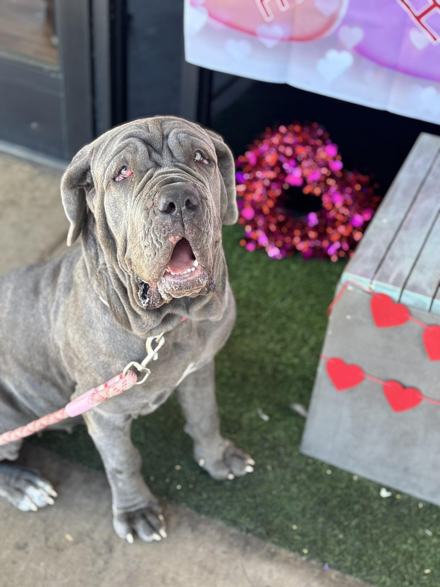 Patagonia (Patty), a Adoptable Neapolitan Mastiff in Mesa, AZ image 5/5