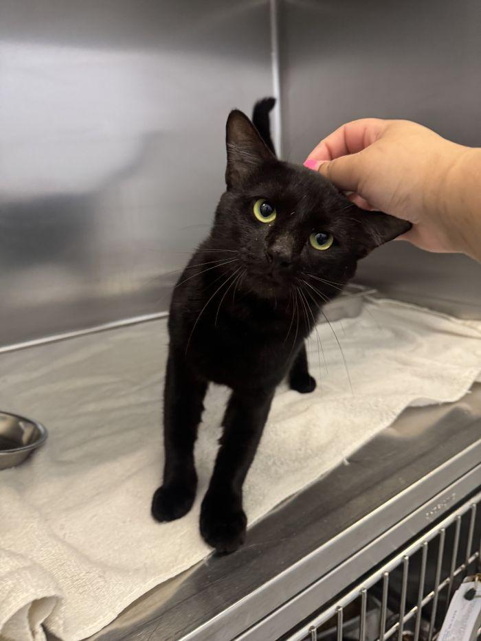 Fernando, Adoptable, Adult Male Domestic Short Hair.